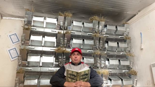 ВСЕ ПЛЮСЫ РАЗВЕДЕНИЯ ШИНШИЛЛ | ФЕРМА ШИНШИЛЛ | КОГО ВЫГОДНЕЕ РАЗВОДИТЬ | МЕХОВЫЕ ШИНШИЛЛЫ смотреть онлайн