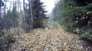 18.10.23 Одно из мест Новгородской области, где плачет сердце.