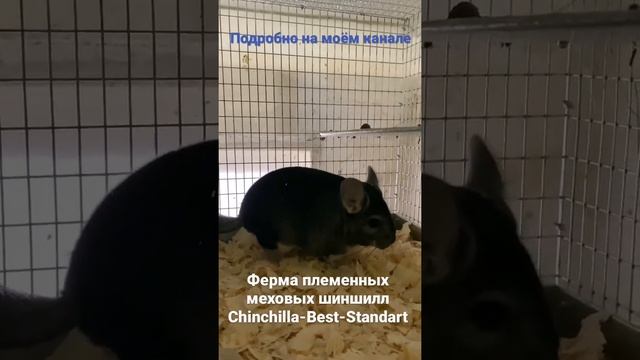 Ферма шиншилл смотреть онлайн
