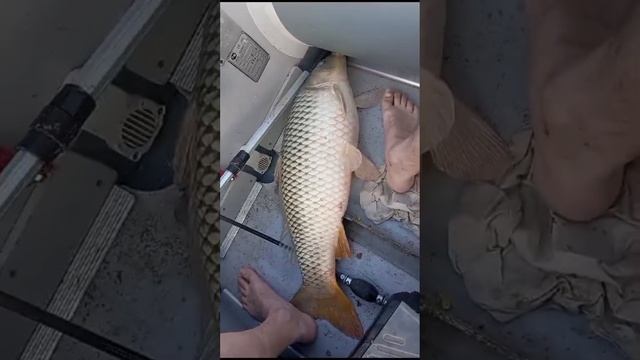 Рыба моей мечты 😋