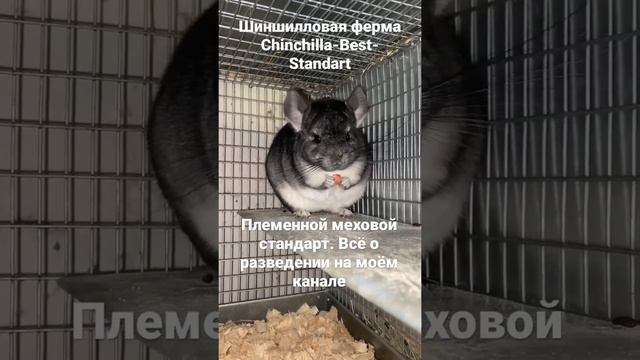 Ферма шиншилл смотреть онлайн