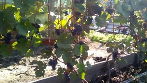 Виноград на Алтае. На участке Галины Белокрыловой.