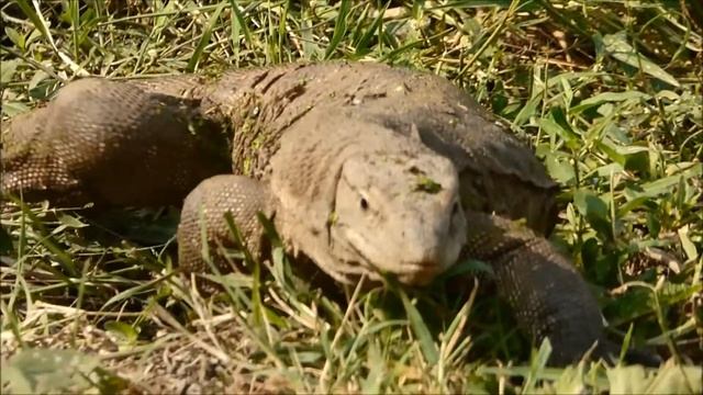 In Search of Prey - Monitor Lizard - Bharatpur смотреть онлайн