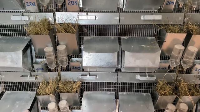 РАЦИОНАЛЬНОЕ КОРМЛЕНИЕ || ШИНШИЛЛОВАЯ ФЕРМА || ФЕРМА ШИНШИЛЛ || БИЗНЕС НА СЕЛЕ смотреть онлайн