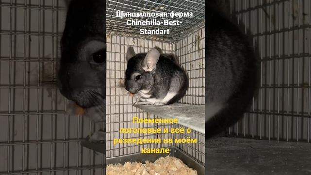 Ферма меховых шиншилл смотреть онлайн