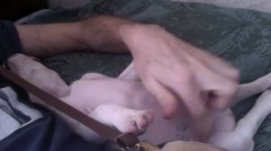 Вито Скалетта