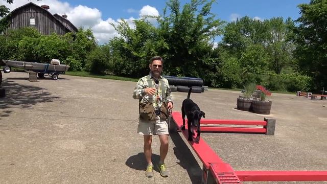 Teach Your Labrador Retriever to Fetch!