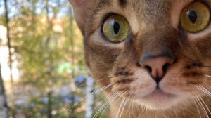 Доброго Дня - Отличного Настроения - Музыкальная открытка