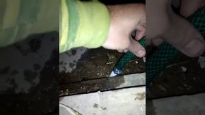 Борьба с мышами заливаем их водой сельском доме.