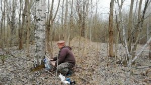 22.04.23  Собираю березовый сок. I bought land in Russia and enjoy it.
