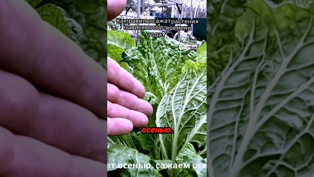 Как правильно сажать растения в зависимости от времени года_