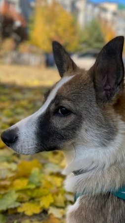 Яблоко - это любимое лакомство для нашей собаки!