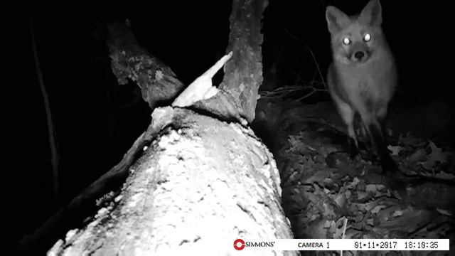 Three Brothers Retreat Fox смотреть онлайн