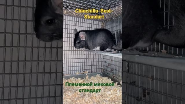 Племенной самец смотреть онлайн