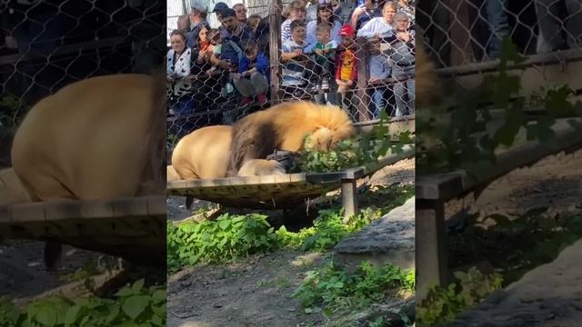 Оригинальная подача еды для льва Аслана в зоосаде "Приамурский"