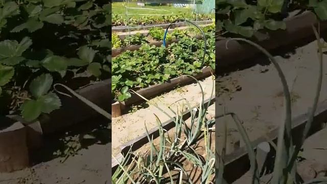Ультразвуковой отпугиватель кротов, мышей-работает нормально.