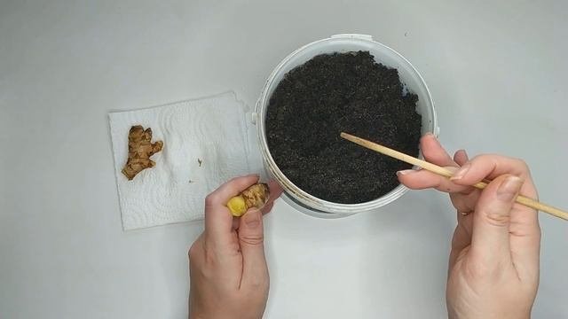 Выращивание имбиря в домашних условиях