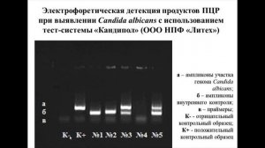 Лекция 3 Этапы ПЦР диагностики