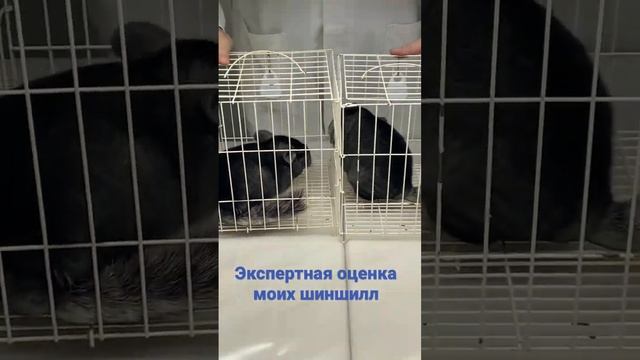 Мои меховые самцы на выставке. смотреть онлайн