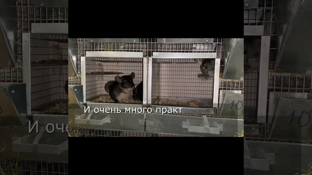 #ШИНШИЛЛОВАЯ ФЕРМА КАК БИЗНЕС || НАСТОЯЩИ МЕХОВЫЕ ШИНШИЛЛЫ || #CHINCHILLA_BEST_STANDART смотреть онлайн