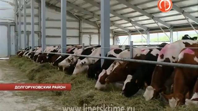 Из Голландии в Долгоруковский район привезли ... смотреть онлайн