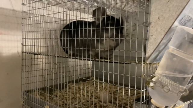 ДЕЛЮСЬ СЕКРЕТАМИ С ВАМИ | СЕЛЬСКОЕ ХОЗЯЙСТВО | СЕМЕЙНАЯ ФЕРМА смотреть онлайн