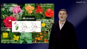 Чуб В.В. - Молекулы в пищевых цепях: от растений до человека - 26. Алкалоиды. Часть 1
