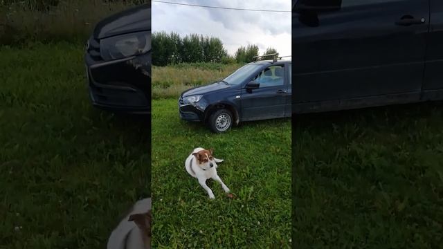 Слишком комнатная собака.