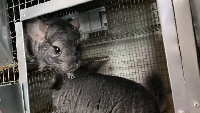 РЕКОРДСМЕНЫ МОЕЙ ФЕРМЫ || ШИНШИЛЛЫ ДЛЯ РАЗВЕДЕНИЯ || СЕЛЬСКОЕ ХОЗЯЙСТВО смотреть онлайн