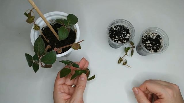 Колерия. Уход и размножение черенками