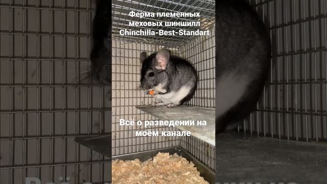 Разведение меховых шиншилл как бизнес смотреть онлайн