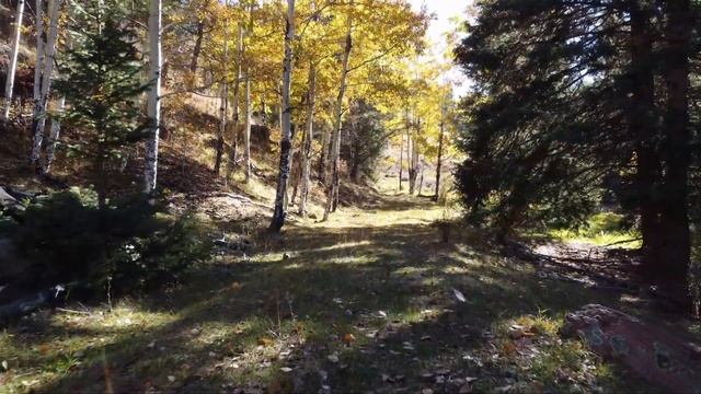 An Aspen Tree a good landscape tree? смотреть онлайн