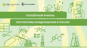 Голозёрный ячмень: перспективы возделывания в России