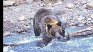 Brown bears ‘switch habitats’ to hunt vulnerable prey