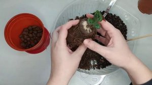 Цикламен как правильно ухаживать и пересадить