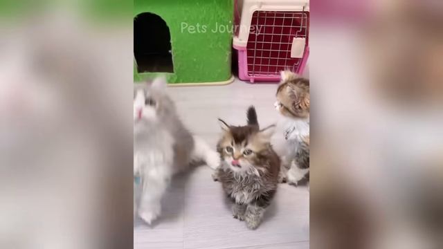 САМЫЕ смешные животные которые заставят ВАС СМЕЯТЬСЯ ДО СЛЕЗ