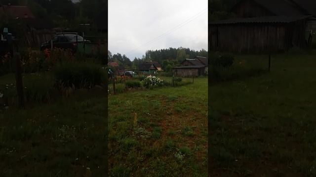 Собачья интелегентность.