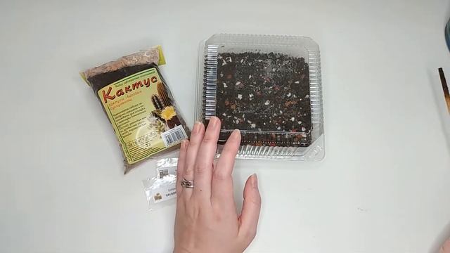 Астрофитум (звездный кактус) и Эхинокактус Грусона – выращивание из семян, уход в домашних условиях смотреть онлайн