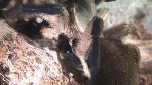 Tarantula Pairing