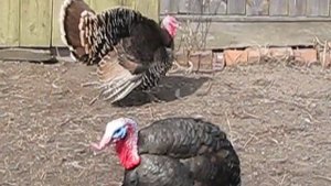 "напрыгнул сверху и топчет" Индюки в селе