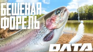 Рыбалка на сибирскую ФОРЕЛЬ! Поклёвки каждый заброс