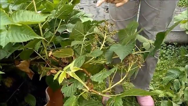 Обрезка ежевики и малины. #сад #ландшафтныйдизайн