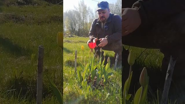 Тюльпаны распустились