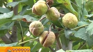 Выбор пылесоса-воздуходувки: обзор функции пылесоса