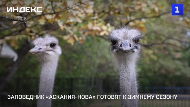 Заповедник «Аскания-Нова» готовят к зимнему сезону