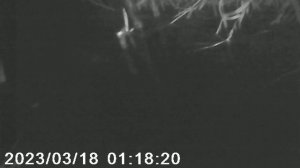 Кадры с фотоловушки, бобр влетел в капкан, другой пытается освободить его