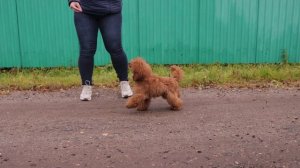 Миниатюрный пудель  Winners Empire Chinnabon 6 месяцев