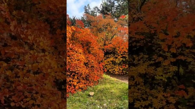 Крымский осенний 🍂  лес бархатная осень в крыму