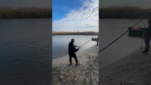 Поимка крупного сазана 7,8 кг в Астраханской области. Рыбалка село Цветное, пойман на тигровый орех