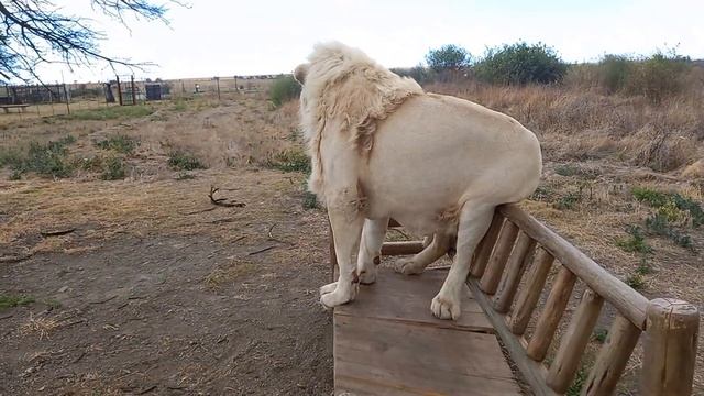 Актерское мастерство льва Пушка смотреть онлайн